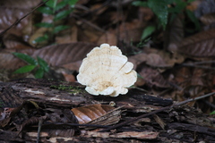 Trametes elegans