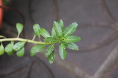 Ludwigia taiwanensis