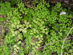 Adiantum capillus-veneris