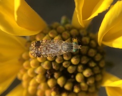 Euarestoides acutangulus
