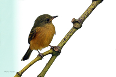 Mionectes oleagineus