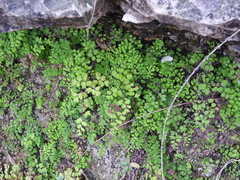 Adiantum capillus-veneris