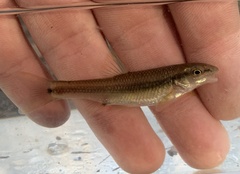 Nocomis leptocephalus