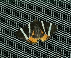 Lychnographa heroica