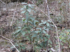 Photinia serratifolia