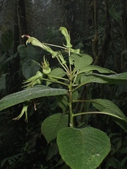 Centropogon nigricans