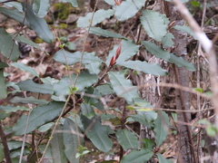 Photinia serratifolia
