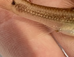 Nocomis leptocephalus