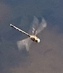 Hemicordulia australiae