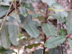 Photinia serratifolia