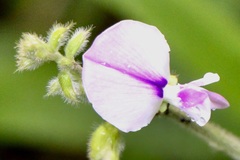 Neustanthus phaseoloides