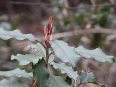 Photinia serratifolia