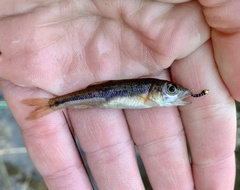 Clinostomus funduloides