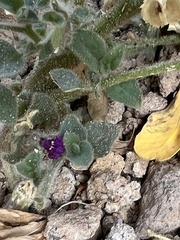 Pseudorontium cyathiferum