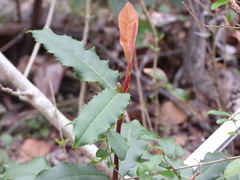 Photinia serratifolia
