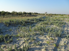 Convolvulus persicus