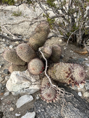 iNaturalist observation photo of Peninsular fishhook cactus