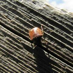 Cosmopepla intergressa