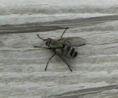 Microphthalma disjuncta