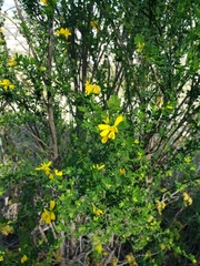 Genista monspessulana