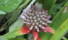 Ananas comosus