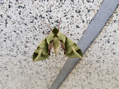 Callambulyx tatarinovii