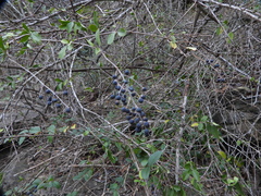 Ligustrum quihoui