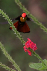 Chrysolampis mosquitus