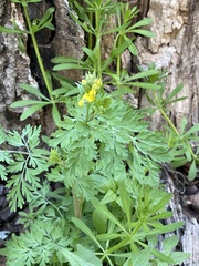 Corydalis aurea