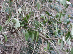 Ligustrum lucidum