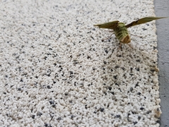 Callambulyx tatarinovii