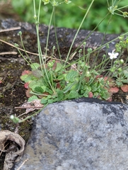 Androsace umbellata