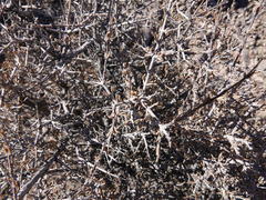 Coleogyne ramosissima