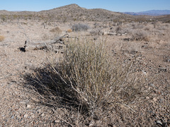 Ephedra nevadensis