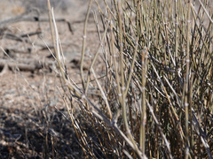 Ephedra nevadensis