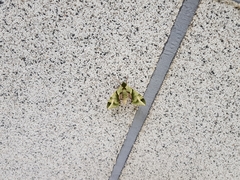 Callambulyx tatarinovii