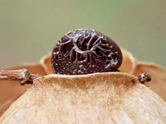 Dodonaea viscosa angustissima