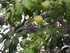 Ligustrum lucidum