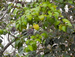 Ligustrum lucidum