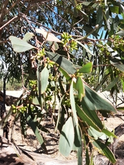 Eucalyptus odorata