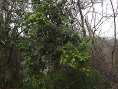 Ligustrum lucidum