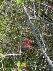 Dicliptera sexangularis