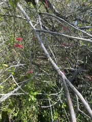 Dicliptera sexangularis