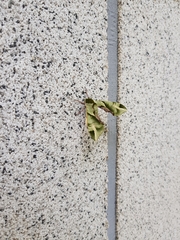 Callambulyx tatarinovii