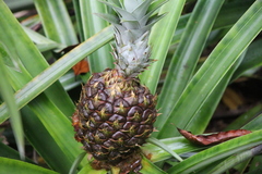 Ananas comosus