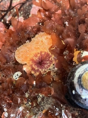 Eudistylia polymorpha