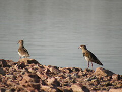 Vanellus chilensis
