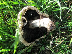 Agaricus