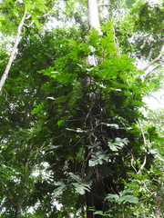Philodendron pedatum