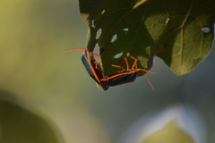 Edessa rufomarginata